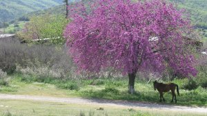 Η παραδοσιακή αγροτοποιμενική ζωή και ο ρόλος των δέντρων στο Λαϊκό Πανεπιστήμιο