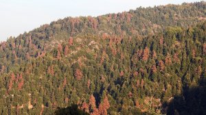 Τα δάση ξεραίνονται όταν τα έχουν ξεχάσει οι άνθρωποι