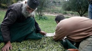 Bloomberg: Λάδι και μέλι βγάζουν την Ελλάδα από την ύφεση