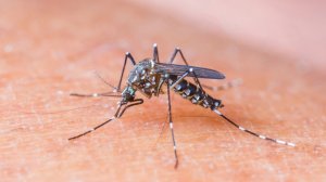 Ηλικιωμένος πέθανε από τον ιό του Δυτικού Νείλου
