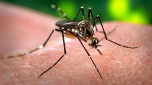 Υπ. Υγείας: Αναίτια διόγκωση του ζητήματος με τα κρούσματα ελονοσίας
