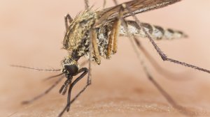 Ποιες είναι οι επικίνδυνες περιοχές για τη μετάδοση του ιού του Δυτικού Νείλου