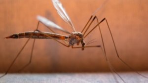 Οδηγίες για την προστασία των εργαζομένων από τον ιό του Δυτικού Νείλου