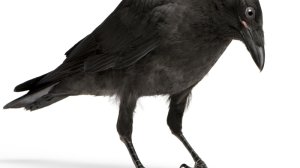 Με το πακέτο διάσωσης δεν σώζεται η Ελλάδα αλλά οι επενδυτές