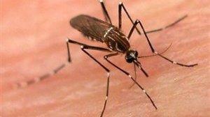 75χρονος από τα Κάτω Πατήσια, το θύμα του ιού του Δυτικού Νείλου