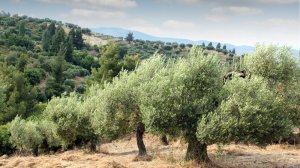 Στα 135 εκατ. οι αποζημιώσεις του ΕΛΓΑ για τη φετινή περίοδο