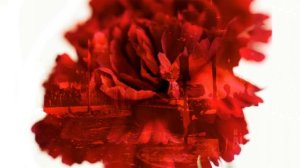 Διότι δεν συνεμορφώθην προς τας υποδείξεις… 