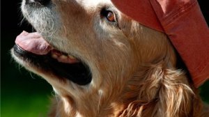 ΑΧΑ Γαλλίας:ασφάλεια και για τα κατοικίδια ζώα 