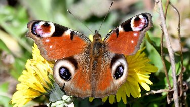 Aglais io