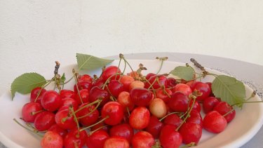 κεράσια