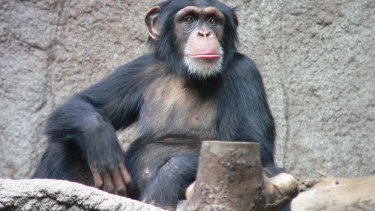 Schimpanse_Zoo_Leipzig.jpg