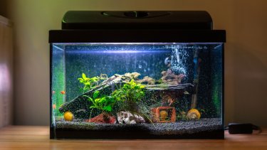 aquarium