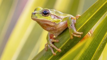 frog