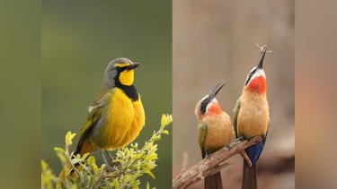 birds.jpg