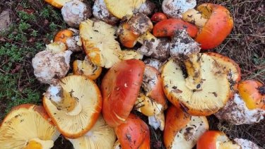 mushrooms.jpg