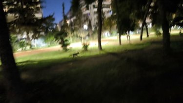 fox.jpg