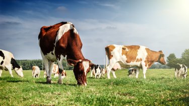 cows