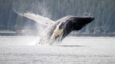 whale