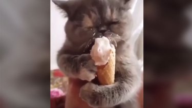 ice-cream