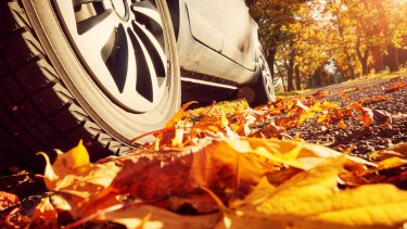 autumn-driving