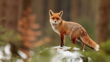 shutterstock_1163619004