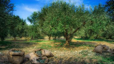 shutterstock_520632013