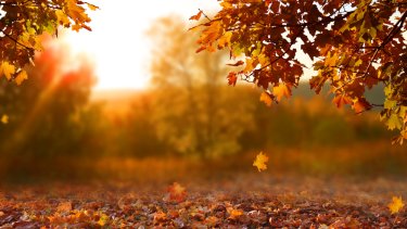 shutterstock_1182854209