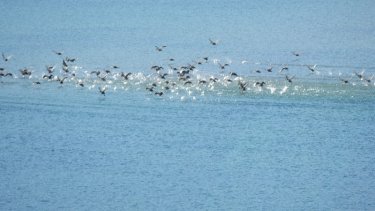 diaf_04122011_002