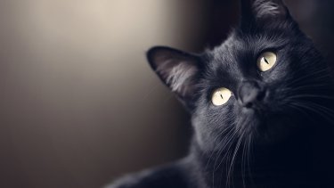 shutterstock_430945978