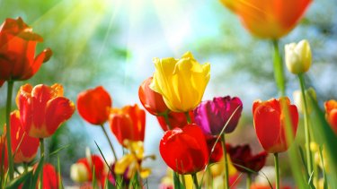 shutterstock_24206422