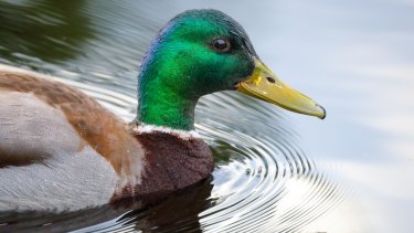 shutterstock_2477908961