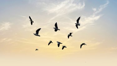 shutterstock_2508941193