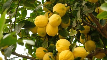 citrus-limon-lemonia-1