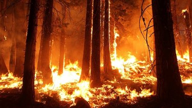 wildfire