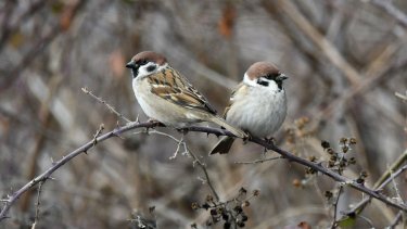 16a_dentrospoyrgitis_-_passer_montanus