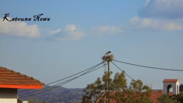 katouna-xiromerou-pelargoi-anoixi