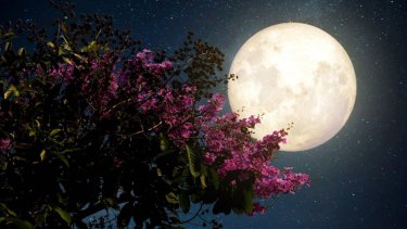 flower_moon