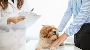 Ασφάλιση για pets με χρόνιες παθήσεις: Καταρρίπτοντας τον μεγαλύτερο μύθο της αγοράς