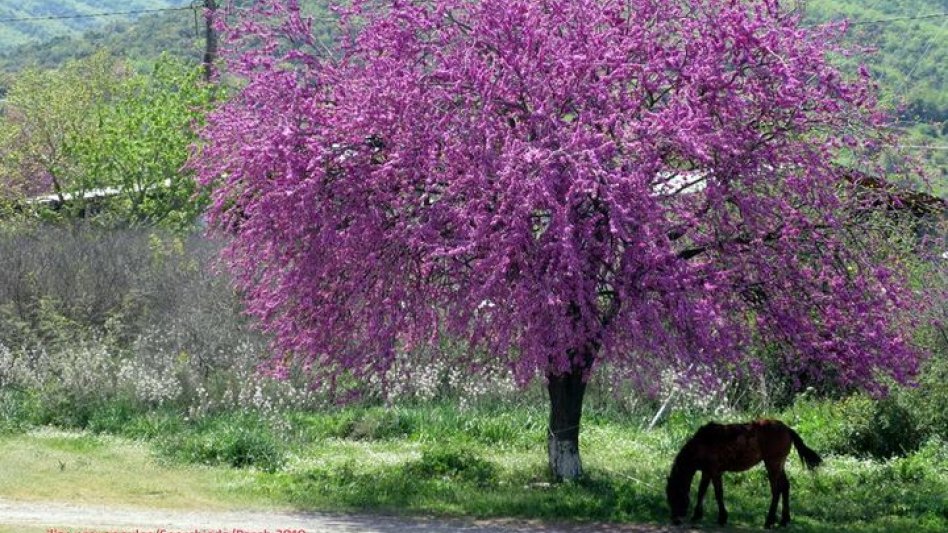 Αραρίσκοντας Ηλίας Προβόπουλος: Καλό μήνα Απρίλιο