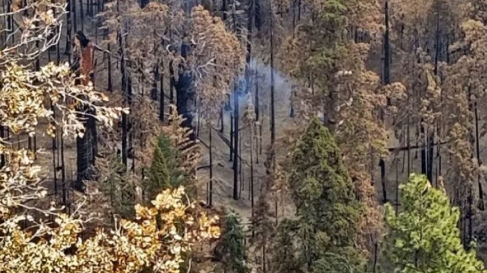 Μια γιγαντιαία σεκόγια εξακολουθεί να καίγεται από το καλοκαίρι του 2020