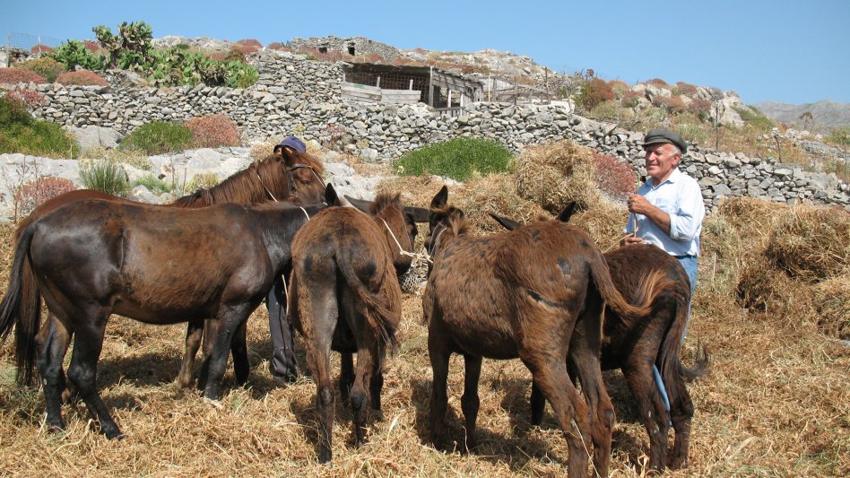 Αραρίσκοντας Ηλίας Προβόπουλος: Όταν η σοδειά της φάβας φτάνει στο αλώνι