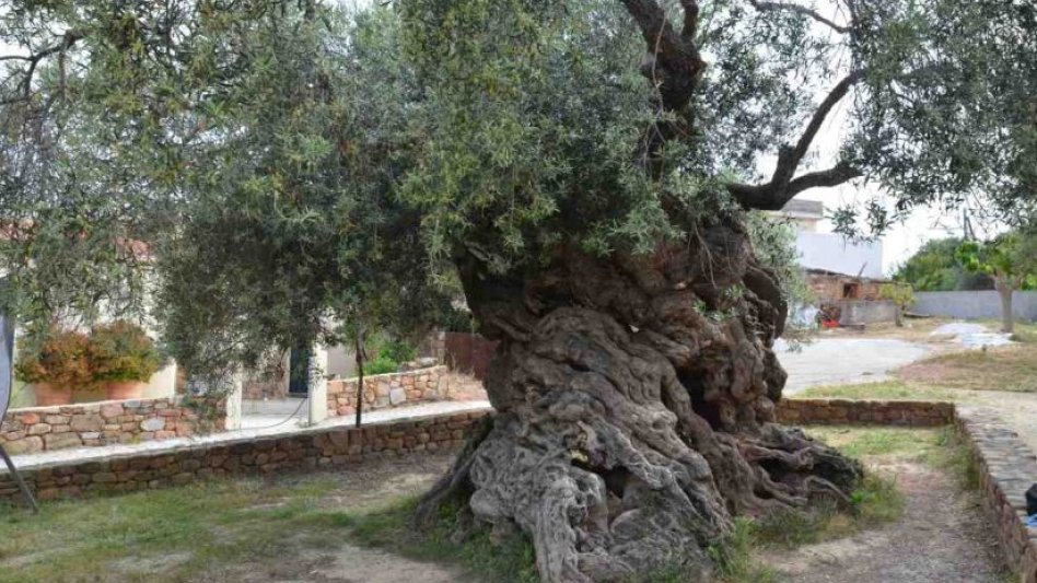 Η ελιά της Όρσας στη Σαλαμίνα που φύτεψε ο Πεισίστρατος και το χριστουγεννιάτικο δέντρο!