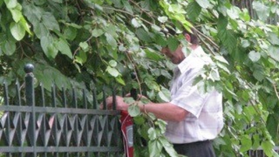 H κρυμμένη μουριά του άλσους