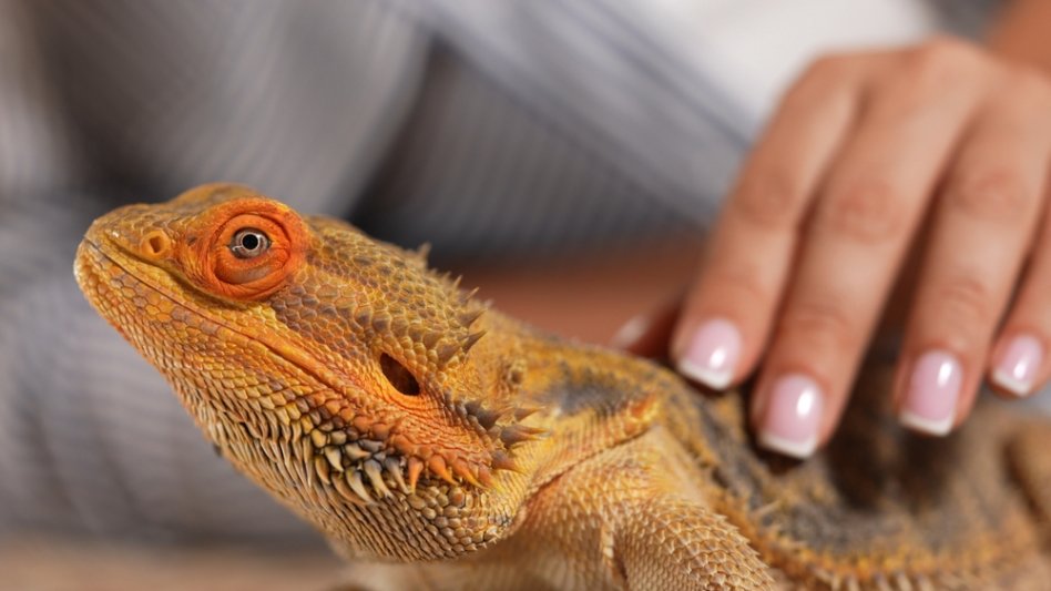 Ασφάλιση για pets με «ψυχρό αίμα»: Γιατί οι σιωπηλοί κίνδυνοι απαιτούν «θερμή» ασφαλιστική κάλυψη