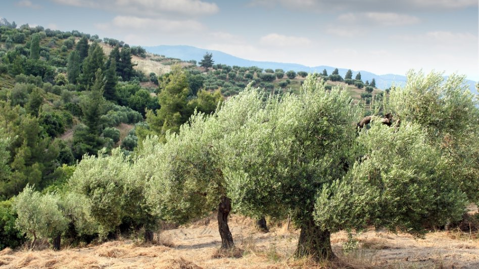 Στα 135 εκατ. οι αποζημιώσεις του ΕΛΓΑ για τη φετινή περίοδο
