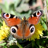 Aglais io