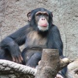 Schimpanse_Zoo_Leipzig.jpg