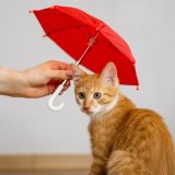 shutterstock_2511681541.jpg