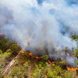 WWF: Περισσότερα από 180.000 στρέμματα καμένων δασικών εκτάσεων στην Ελλάδα σε λίγες μόλις μέρες 