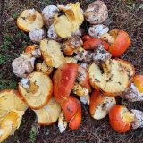 mushrooms.jpg